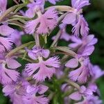 Platanthera grandiflora flower picture by Green Shar (cc-by-sa)