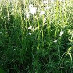 Valeriana dioica habit picture by Florian Fournier (cc-by-sa)