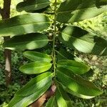 Diospyros malabarica leaf picture by M BALARAJU (cc-by-sa)