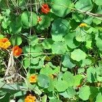 Tropaeolum majus habit picture by Trap Hers (cc-by-sa)