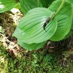 Cypripedium calceolus leaf picture by Christian Laugwitz (cc-by-sa)