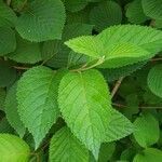 Viburnum plicatum leaf picture by Graf mandi (cc-by-sa)