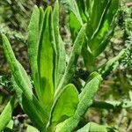 Helichrysum formosissimum leaf picture by susan brown (cc-by-sa)