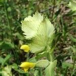 Rhinanthus alectorolophus flower picture by Aldo Avogadri (cc-by-sa)