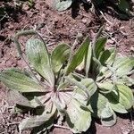 Plantago virginica leaf picture by Joe Suttles (cc-by-sa)