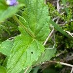 Veronica ponae leaf picture by Francois Mansour (cc-by-sa)