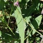 Prenanthes purpurea leaf picture by Tom Sutter (cc-by-sa)