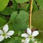 Rubus pensilvanicus leaf picture by Jessica Nicholson (cc-by-sa)