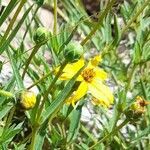 Acmella decumbens flower picture by Trap Hers (cc-by-sa)