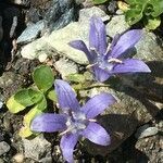 Campanula cenisia habit picture by Daniel Barthelemy (cc-by-nc)