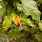 Aristolochia sempervirens flower picture by Emmanuel Quantin (cc-by-sa)