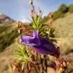 Penstemon gentianoides flower picture by Fabien Anthelme (cc-by-sa)