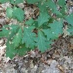 Quercus alba leaf picture by Jesse Corriveau (cc-by-sa)