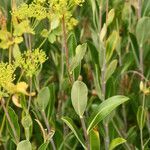 Bupleurum fruticosum habit picture by Carlos Villasante (cc-by-sa)