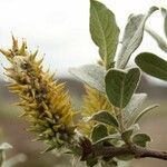 Salix lanata flower picture by Szabolcs Frater (cc-by-sa)