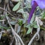 Linaria alpina fruit picture by manuseitz (cc-by-sa)