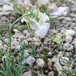 Linaria depauperata flower picture by Pegenaute i Ferri Isidre (cc-by-sa)