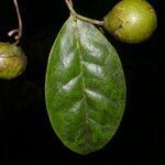 Bourreria costaricensis fruit picture by Nelson Zamora Villalobos (cc-by-nc)