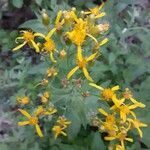 Senecio triangularis flower picture by Shelby Warfe (cc-by-sa)