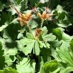 Geranium macrorrhizum fruit picture by hedwig wens (cc-by-sa)