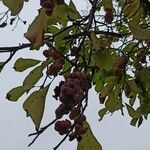 Magnolia kobus fruit picture by floral hardy (cc-by-sa)