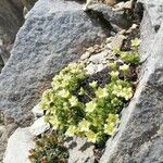 Saxifraga exarata habit picture by Sergio costantini (cc-by-sa)