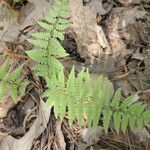 Athyrium asplenioides leaf picture by Maarten Vanhove (cc-by-sa)