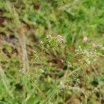 Galium parisiense flower picture by Dimas Fernández Otero (cc-by-sa)