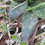 Pulmonaria affinis leaf picture by Christian Verchere (cc-by-sa)