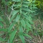 Solidago gigantea habit picture by zio_dave (cc-by-sa)