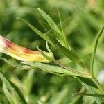 Gratiola officinalis habit picture by Yoan MARTIN (cc-by-sa)