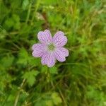 Geranium versicolor flower picture by Alexandre MANZANILLA (cc-by-sa)