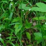 Valeriana tripteris habit picture by Pierre LEON (cc-by-sa)