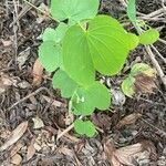 Bauhinia monandra leaf picture by olivia frassanito (cc-by-sa)