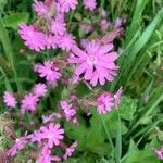 Silene dioica flower picture by Osman Maros (cc-by-sa)