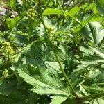 Brassica nigra habit picture by Bruno Schroder (cc-by-sa)