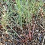 Juncus bufonius habit picture by Yoan MARTIN (cc-by-sa)