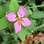 Rhexia virginica flower picture by lori law (cc-by-sa)