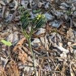 Caulophyllum thalictroides habit picture by Matthias Foellmer (cc-by-sa)