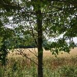 Tilia platyphyllos habit picture by Gauthier Vimier (cc-by-sa)