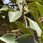 Ficus elastica fruit picture by gonzalez (cc-by-sa)