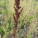 Rumex pseudonatronatus habit picture by Юрий Басов (cc-by-sa)