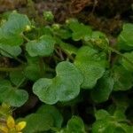 Saxifraga cymbalaria leaf picture by Alvaro Delgado (cc-by-sa)