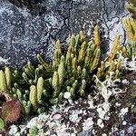 Lycopodium alpinum leaf picture by Waldmann Stephanie (cc-by-sa)