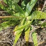 Aloe lateritia leaf picture by susan brown (cc-by-sa)