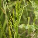 Oenanthe lachenalii leaf picture by Genghis Attenborough (cc-by-sa)