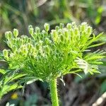 Daucus pusillus flower picture by Trap Hers (cc-by-sa)