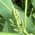 Rumex altissimus fruit picture by Kendra RaiderNature (cc-by-sa)