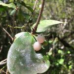 Daphnopsis racemosa fruit picture by juan campa (cc-by-sa)