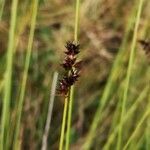 Carex appropinquata flower picture by Udo Herkommer (cc-by-sa)